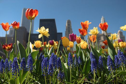 Blooming Chicago