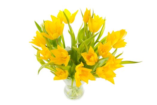 yellow tulips in a vase on a white background