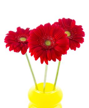 three red gerbera in a vase on white background