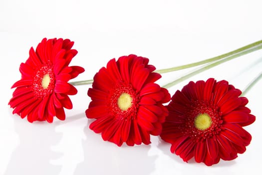 three red gerbera with reflection on light background