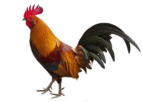 A rooster from Cuba