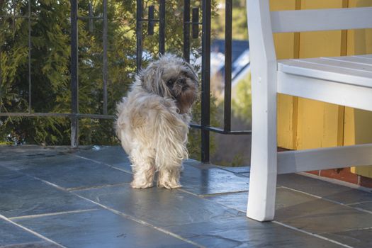 otto is an older shih tzu (also called chinese lion dog) but is still going strong and has a great charm, the image is shot in feruar 2013 at the home of a friend of mine in halden