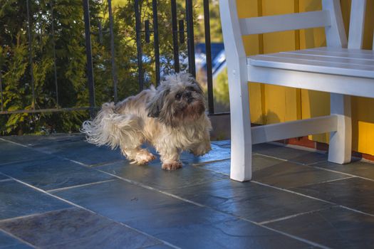 otto is an older shih tzu (also called chinese lion dog) but is still going strong and has a great charm, the image is shot in feruar 2013 at the home of a friend of mine in halden