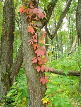 Wild ivy on the trunk of a poplar