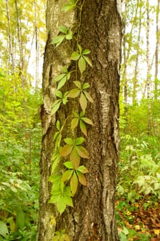 Wild ivy on the trunk of a poplar
