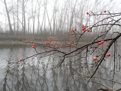The branches of apple trees over the surface
of the pond