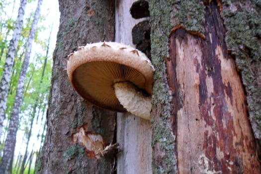 The fungus on the trunk of an old poplar