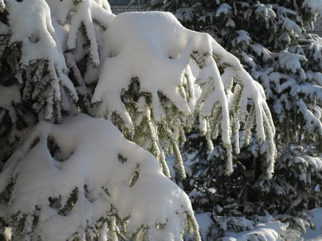 The branches are covered with snow, eating
after a night of snowfall
