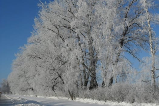 Birch alley in winter, the trees are covered
with frost after frost