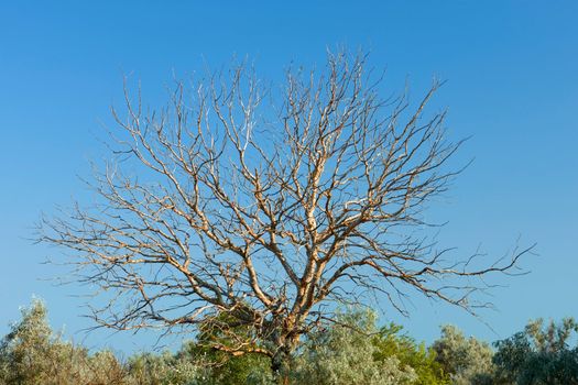 Old withered walnut tree on lower bushes and trees against the blue sky in summer