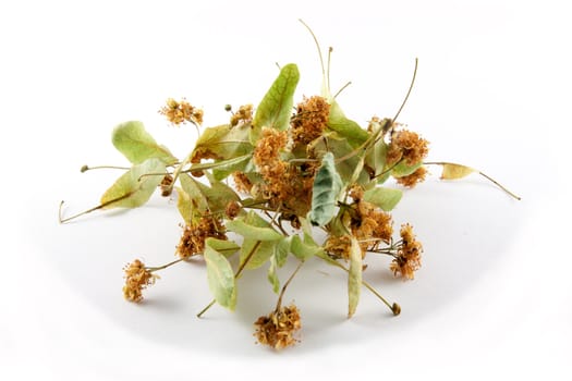 linden flowers (Tilia cordata)  traditional herbal remedy linden flower tea