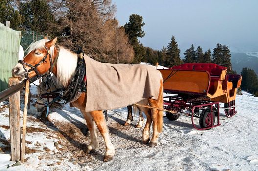 snow horse sledge in winter, Ortisei, dolomiti, Italy