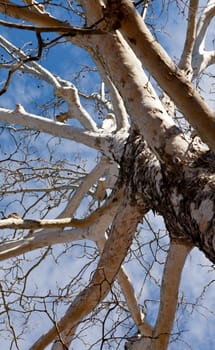 View up the trunk of a birch tree in winter towards blue sky