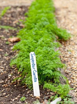 Row of carrots growing in kitchen garden