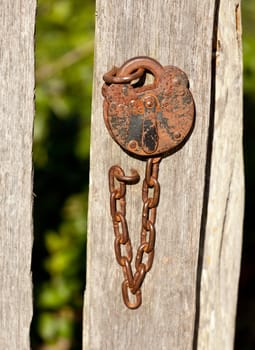 Rusty old padlock and chain fastening a garden gate