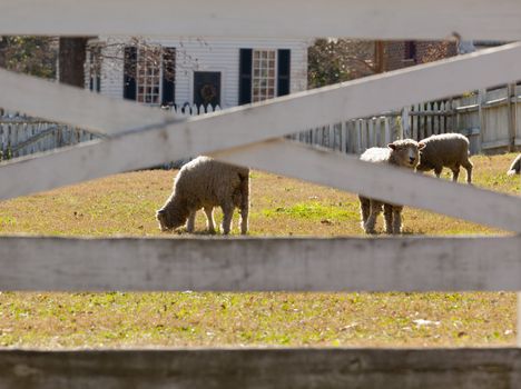 Backlit sheep in garden by houses taken through white fence