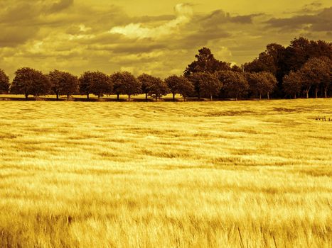 Beautiful wheat field before harvest country landscape digital art manipulation
