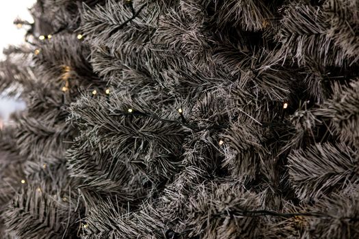 Christmas fir particular