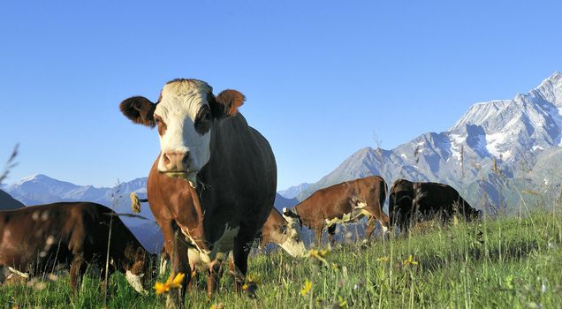 Cow, farm animal in the french alps, Tarine race cow, savy, beaufort sur Doron
