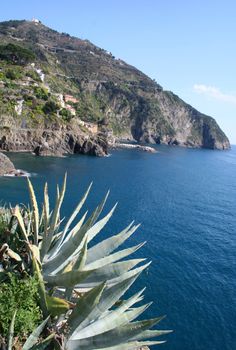 Italy. Cinque Terre. Panoramic veiw ofl Manarola village 
