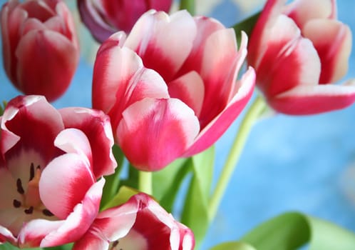 Bouquet of the fresh pink tulips on the blue background