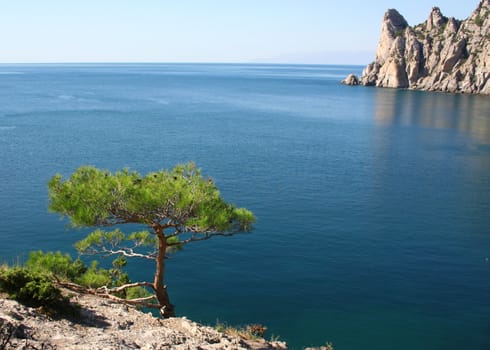 Ukraine. Crimea peninsula. The Black Sea. Pine tree next to the azure sea and rock in the morning 
