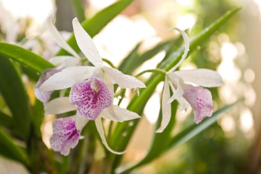 White orchid in garden