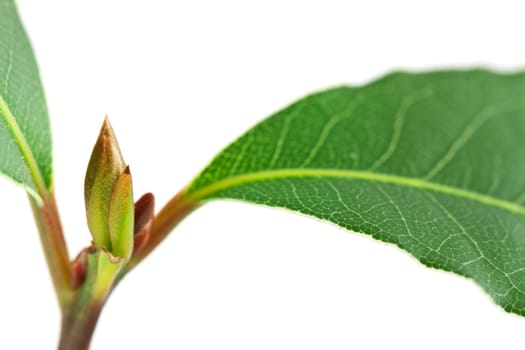 Laurel plant isolated on white background