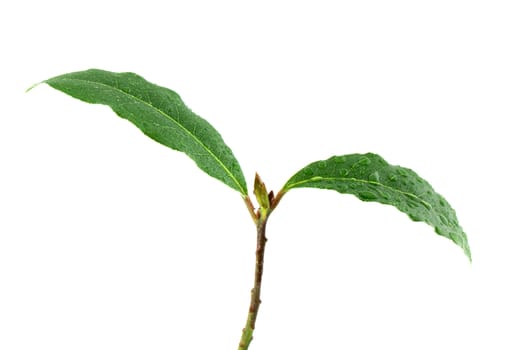 Laurel plant isolated on white background
