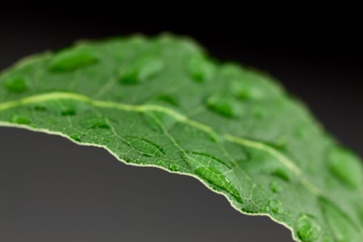 Laurel leaf on gray background