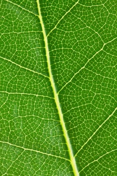 Background of laurel leaf