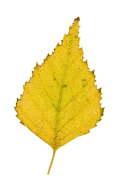 Birch leaf.