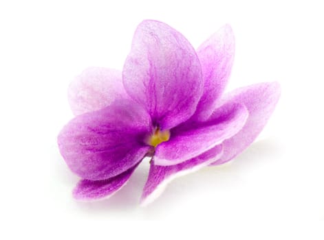 Violet flower isolated on white