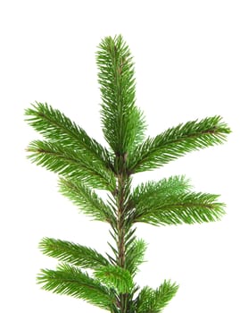 Pine fur tree branch isolated on white for Christmas decoration
