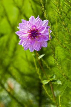 Dahlia hybride in green garden