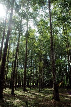 towering trees at tropical jungle