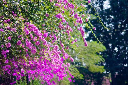 Paper flower with garden background, Bougainvillea hybrida