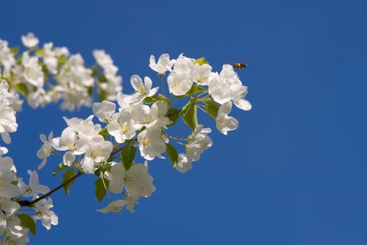  Bee on a blossoming branch of an apple-tree