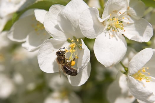  Bee on a blossoming branch of an apple-tree