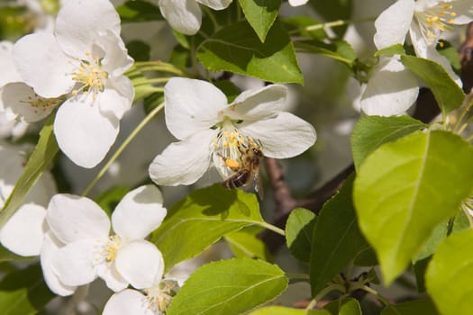  Bee on a blossoming branch of an apple-tree