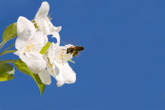  Bee on a blossoming branch of an apple-tree