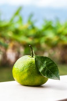 Tangerine with Leaf over blurred background