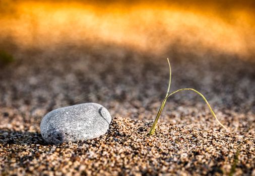 Sprouting plant and small stone on the beach sand. Very small depth of field