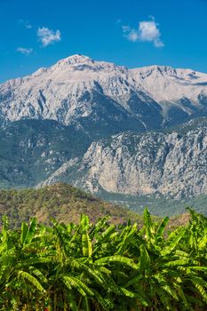 Vertical landscape image of a tall mountain with palm trees in the foreground