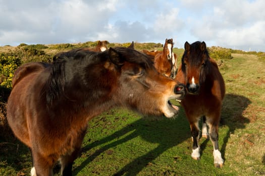 A small herd of ponies with the lead pony showing teeth with flared nostrils.