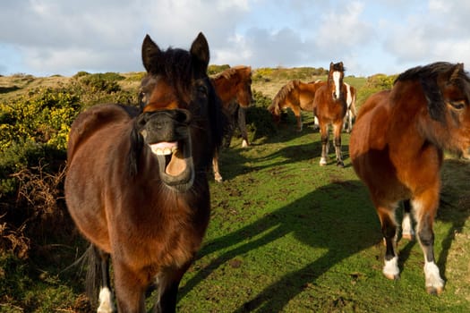 A small herd of ponies with the lead pony showing teeth with flared nostrils.
