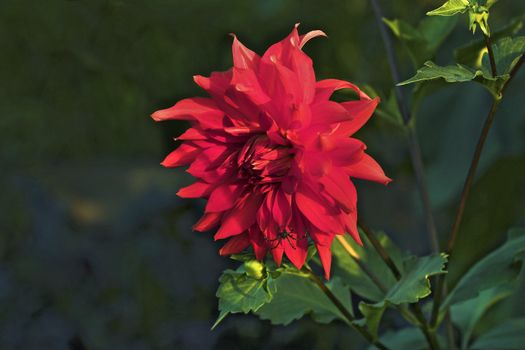 Spider on a red flower