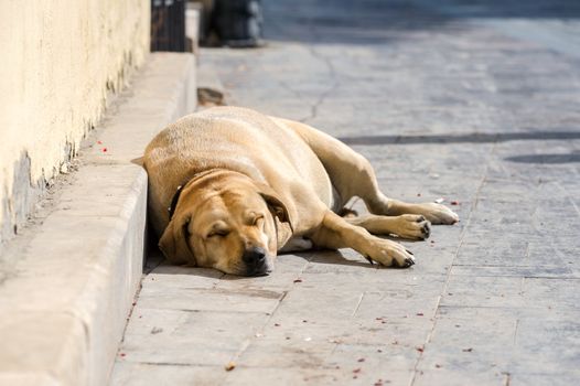 Lonely homeless big pregnant dog sleeping on the sidewalk