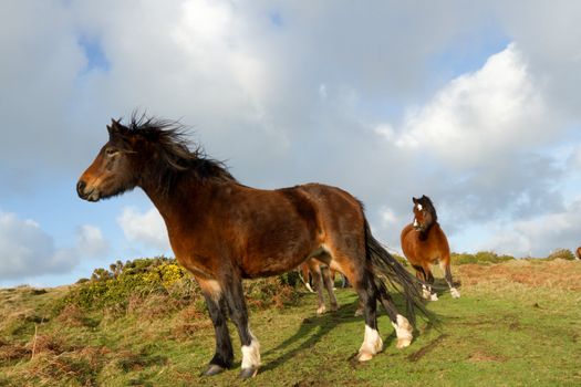 The brown lead pony stands looking into the distance on green rough grass with the herd in the background. A blue sky with cloud in the distance.