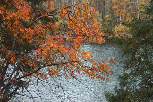  rowan in the autumn above the river